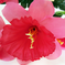 искусственные цветы букет нарциссов цвета темно-розовый 10
