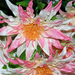 искусственные цветы астры с папоротником цвета розовый с белым 14