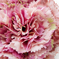 искусственные цветы букет гвоздик цвета фиолетовый с малиновым 22